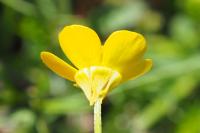 Ranunculus bulbosus