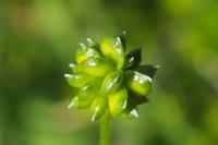 Ranunculus bulbosus
