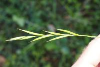 Brachypodium rupestre