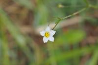 Linum catharticum