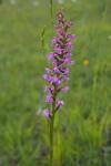 Gymnadenia conopsea