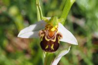 Ophrys apifera