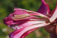 Gladiolus communis