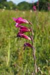 Gladiolus communis