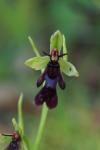 Ophrys insectifera