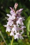 Dactylorhiza fuchsii