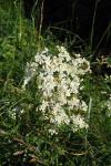 Filipendula vulgaris