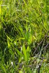 Lathyrus latifolius