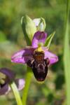 Ophrys scolopax
