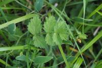 Pimpinella saxifraga