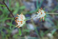 Anthyllis vulneraria