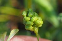 Medicago lupulina
