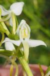 Platanthera bifolia