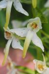 Platanthera chlorantha