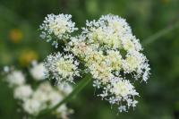 Oenanthe pimpinelloides