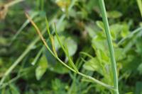 Oenanthe pimpinelloides