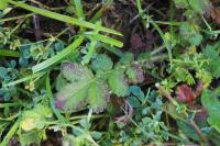 Agrimonia eupatoria