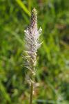 Plantago media