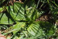 Plantago media