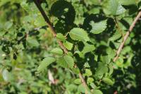 Ulmus minor