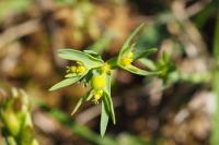 Euphorbia exigua