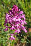 Anacamptis pyramidalis