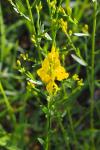 Genista tinctoria