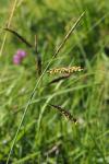 Carex flacca