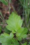 Torminalis glaberrima