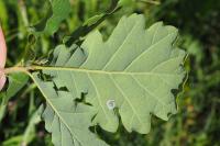 Quercus pubescens
