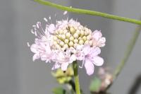 Scabiosa atropurpurea
