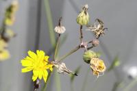 Sonchus tenerrimus