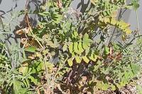 Sonchus tenerrimus