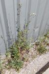 Sonchus tenerrimus