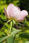 Rosa canina
