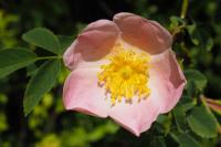 Rosa canina