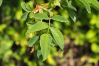 Rosa canina