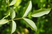 Rosa canina