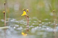 Utricularia neglecta