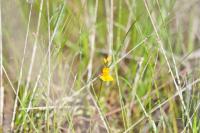 Utricularia neglecta