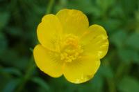 Ranunculus repens