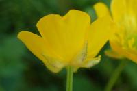 Ranunculus repens