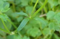 Ranunculus repens