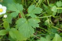 Ranunculus repens