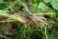 Ranunculus repens