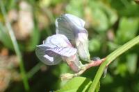 Vicia sepium