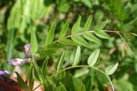 Vicia sepium