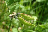 Vicia sepium