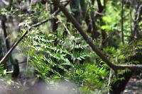 Osmunda regalis
