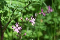 Lychnis flos-cuculi